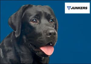 Perro junkers