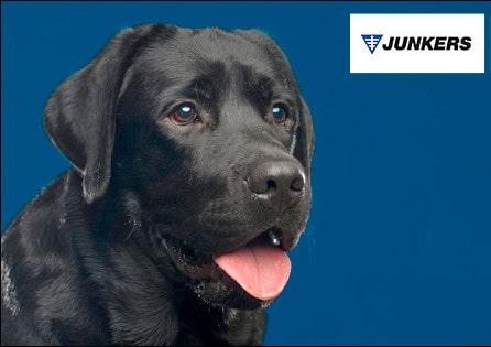 Perro junkers