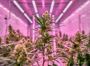 thc cannabis
