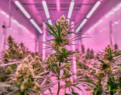 thc cannabis