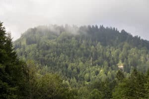 pando