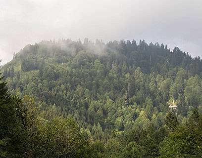 pando