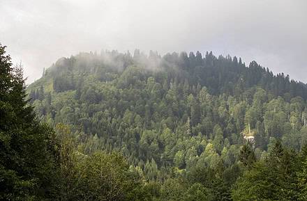 pando